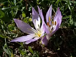 Colchicum szovitsiisubsp. brachyphyllum