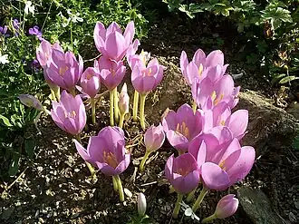 Description de cette image, également commentée ci-après