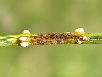 Description de l'image Coleosporium tussilaginis 3 beentree.jpg.