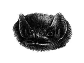 Description de l'image Coleura seychellensis.png.