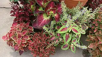 Différentes variétés et cultivars