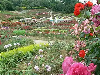 La roseraie de la Colline aux Oiseaux.