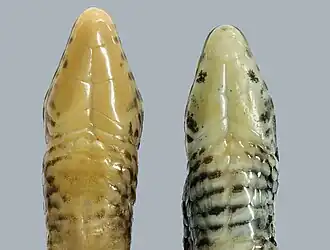 Description de l'image Colobosaura (10.3897-zookeys.669.12245) Figure 5.jpg.