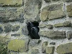 Couple de choucas dans un nid.