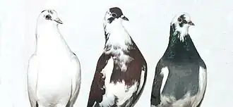 Image illustrative de l’article Escampadissa