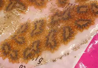 Colonie méditerranéenne