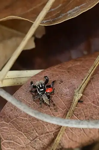 Description de cette image, également commentée ci-après