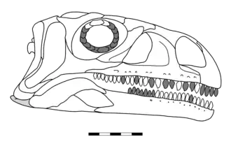Description de l'image Coloradisaurus skull reconstruction.png.
