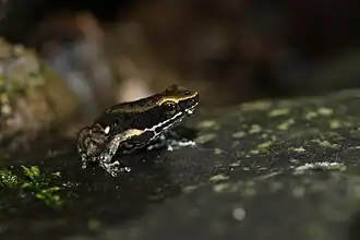 Description de l'image Colostethus imbricolus.jpg.