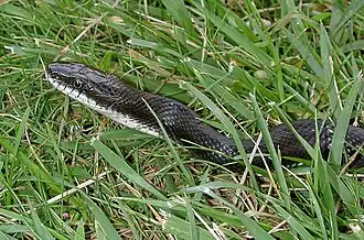 Description de l'image Coluber_constrictor_Schwarznatter_fg01.jpg.