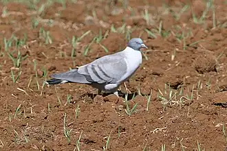 Columba leuconota