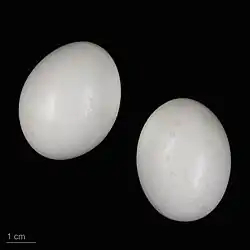 Œufs de Columba livia - Muséum de Toulouse.