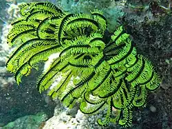 Spécimen australien.