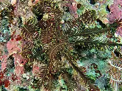 Comatella stelligera