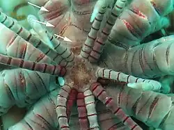 Centrodorsal de Comatula pectinata, montrant les cirrhes et les syzygyes.