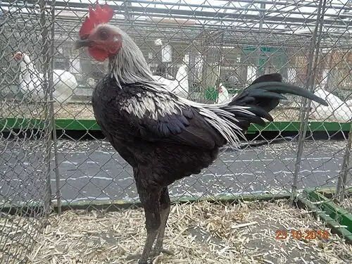 Coq combattant anglais moderne nain, noir à camail argenté et poitrine liserée