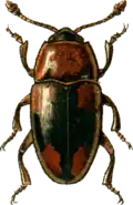 Combocerus glaber