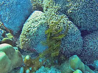 Description de l'image Comissa sp Maldives.JPG.