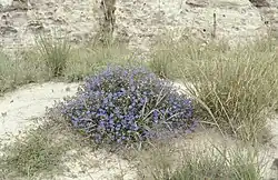 A bush with indigo-colored flowers.