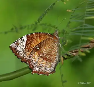 Description de l'image Common Palmfly (Elymnias hypermnestra) Female I IMG 0493.jpg.