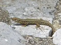Lézard des murailles.