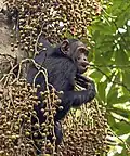 Chimpanzé Pan troglodytes schweinfurthii se nourrissant de figues sur un ficus