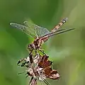 Une sympétrum striée dans l'Otmoor RSPB reserve&nbsp;(en) en Oxfordshire.