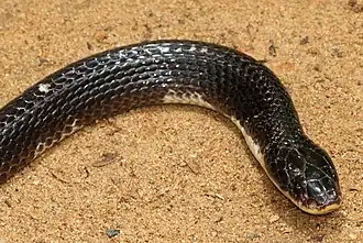 Tête de Bongare indien.