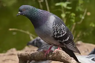 Pigeon biset en ville à Waterlow Park, Londres. Juillet 2022.