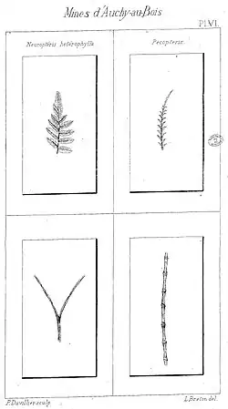 Neuroptéris hétérophylla, et Pécoptéris.