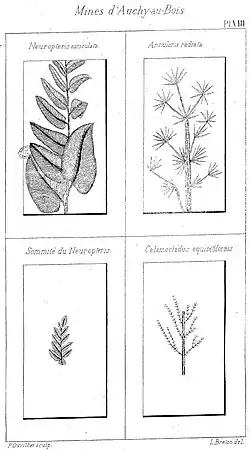Neuroptéris auriculata, Annularia radiata, Sommité du Neuroptéris, et Calamocladus équisétiformis.