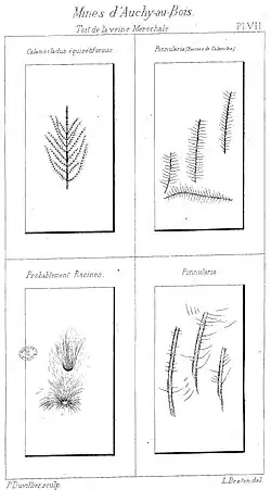 Calamocladus équisétiformis, Pinnularia (racines de Calamites), racines, et Pinnularia.