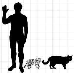 Schéma d'un homme, d'un chat domestique et d'un Chat à pieds noirs pour comparaison de la taille.