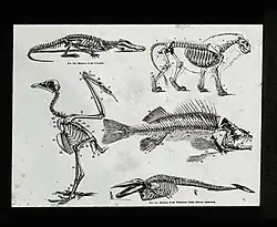 Comparaisons de divers endosquelettes de Vertébrés