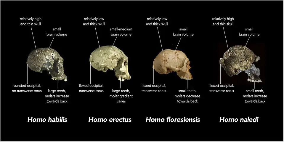 Étude comparative du crâne LB1 avec des crânes d' Homo habilis, Homo erectus, et Homo naledi.