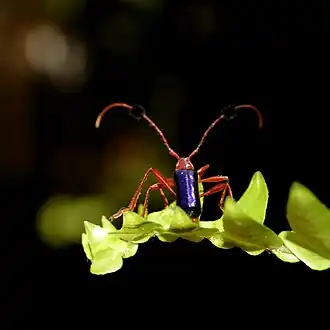 Description de l'image Compsocerus violaceus2.jpg.