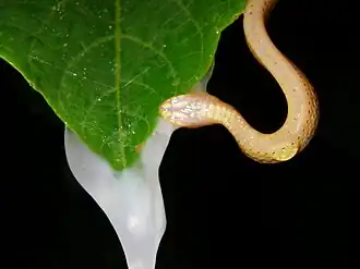 Description de l'image Compsophis laphystius preying Guibemantis depressiceps 03.jpg.