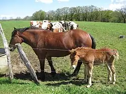 Bai (crinière et queue noires)