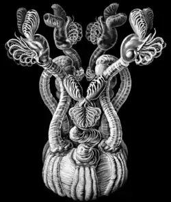 Conchoderma auritum par Ernst Haeckel.