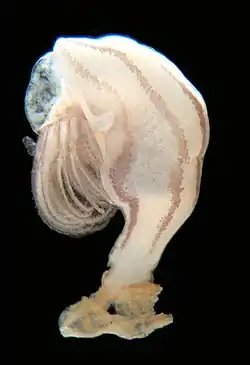 Conchoderma virgatum