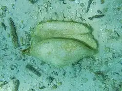 Une conque de la famille des Strombidae