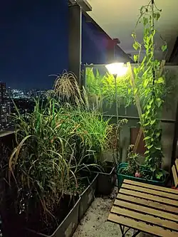 Jardinage sur le balcon la nuit.