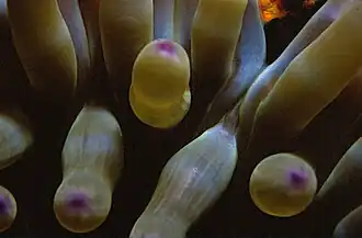 Condylactis aurantiaca (gros plan)