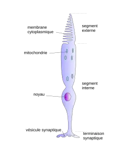 Schéma d'un cône (cellule de l'œil)