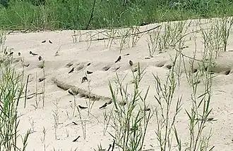 Description de l'image Congo Martin, Ngamaba, Brazzaville, Congo 1.jpg.