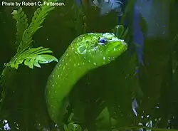 Congrogadus subducens