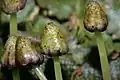 Conocephalum salebrosum, sporophytes (noirs) suspendus sous les archégoniophores pédonculés en forme de parapluie