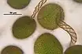 Conocephalum salebrosum, spores et élatères