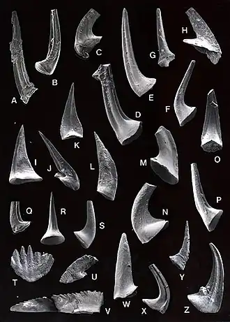 Description de l'image Conodonts00.jpg.