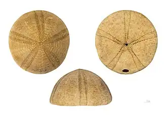 Conolampas diomedeae (MHNT).